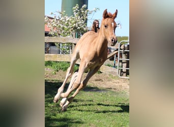 Duitse rijpony, Hengst, 1 Jaar, Donkere-vos