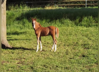 Duitse rijpony, Hengst, 1 Jaar, Donkere-vos