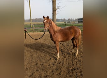 Duitse rijpony, Hengst, 1 Jaar, Donkere-vos