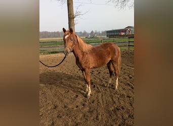 Duitse rijpony, Hengst, 1 Jaar, Donkere-vos