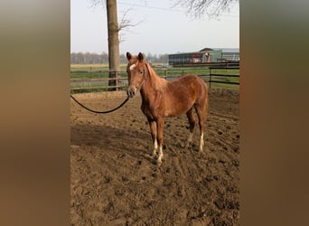 Duitse rijpony, Hengst, 1 Jaar, Donkere-vos