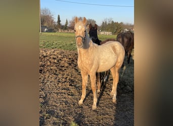Duitse rijpony Mix, Hengst, 1 Jaar, Falbe