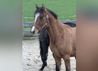 Duitse rijpony, Hengst, 1 Jaar, Falbe