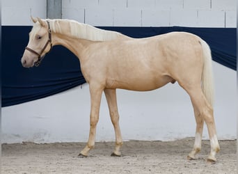 Duitse rijpony, Hengst, 1 Jaar, Palomino