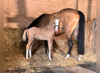 Duitse rijpony, Hengst, 1 Jaar, Palomino
