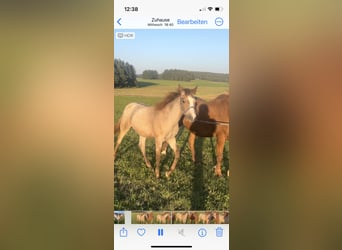 Duitse rijpony, Hengst, 1 Jaar, Rood schimmel