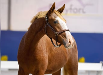 Duitse rijpony, Hengst, 1 Jaar, Vos