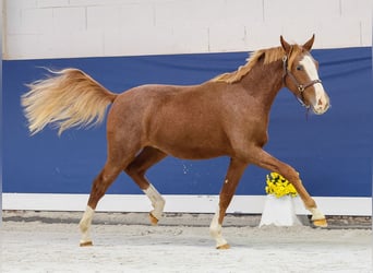 Duitse rijpony, Hengst, 1 Jaar, Vos