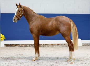 Duitse rijpony, Hengst, 1 Jaar, Vos