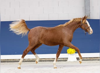 Duitse rijpony, Hengst, 1 Jaar, Vos