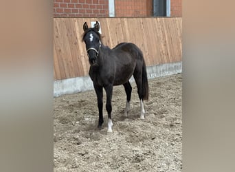 Duitse rijpony, Hengst, 1 Jaar, Zwart