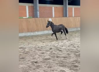 Duitse rijpony, Hengst, 1 Jaar, Zwart