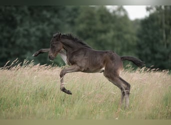 Duitse rijpony, Hengst, 1 Jaar, Zwart