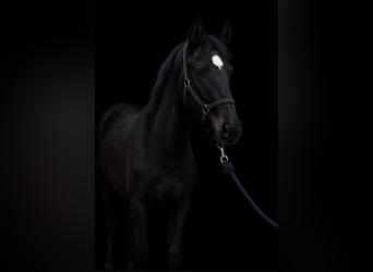 Duitse rijpony, Hengst, 1 Jaar, Zwart
