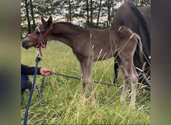 Duitse rijpony, Hengst, 1 Jaar, Zwart