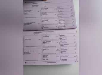 Duitse rijpony, Hengst, 1 Jaar, Zwart