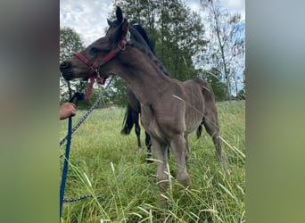 Duitse rijpony, Hengst, 1 Jaar, Zwart