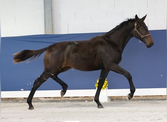 Duitse rijpony, Hengst, 1 Jaar, Zwartbruin