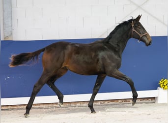Duitse rijpony, Hengst, 1 Jaar, Zwartbruin