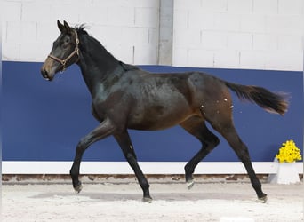 Duitse rijpony, Hengst, 1 Jaar, Zwartbruin