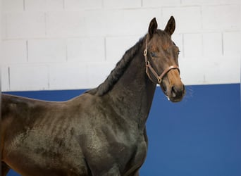 Duitse rijpony, Hengst, 1 Jaar, Zwartbruin
