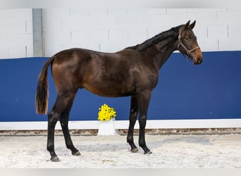 Duitse rijpony, Hengst, 1 Jaar, Zwartbruin