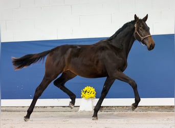 Duitse rijpony, Hengst, 1 Jaar, Zwartbruin