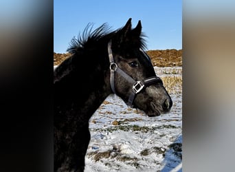 Duitse rijpony, Hengst, 1 Jaar, Zwartschimmel
