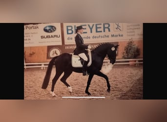 Duitse rijpony, Hengst, 20 Jaar, 152 cm, Zwart