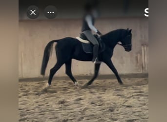 Duitse rijpony, Hengst, 20 Jaar, 152 cm, Zwart