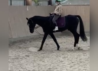 Duitse rijpony, Hengst, 20 Jaar, 152 cm, Zwart