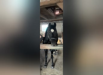 Duitse rijpony, Hengst, 20 Jaar, 152 cm, Zwart