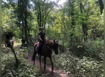 Duitse rijpony, Hengst, 20 Jaar, 156 cm, Vos