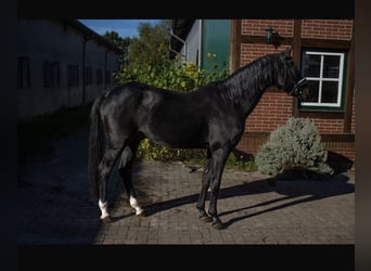 Duitse rijpony, Hengst, 21 Jaar, 152 cm, Zwartbruin