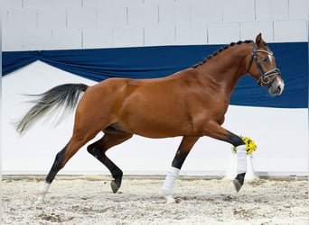Duitse rijpony, Hengst, 2 Jaar, 138 cm, Bruin