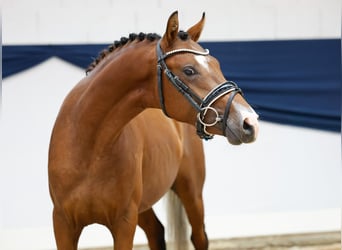 Duitse rijpony, Hengst, 2 Jaar, 138 cm, Bruin