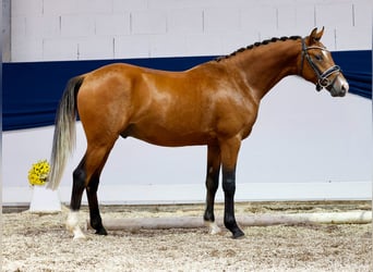 Duitse rijpony, Hengst, 2 Jaar, 138 cm, Bruin