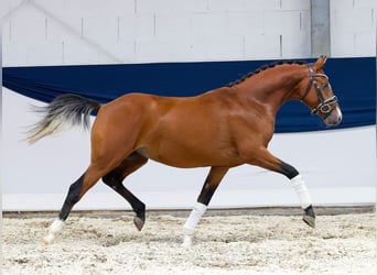 Duitse rijpony, Hengst, 2 Jaar, 138 cm, Bruin