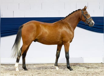 Duitse rijpony, Hengst, 2 Jaar, 138 cm, Bruin