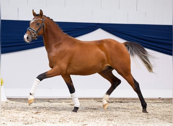 Duitse rijpony, Hengst, 2 Jaar, 138 cm, Bruin