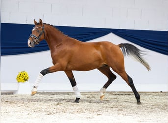 Duitse rijpony, Hengst, 2 Jaar, 138 cm, Bruin