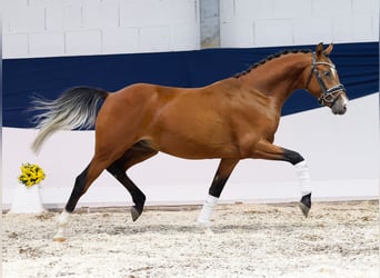 Duitse rijpony, Hengst, 2 Jaar, 138 cm, Bruin