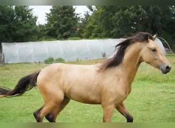Duitse rijpony, Hengst, 2 Jaar, 138 cm, Buckskin