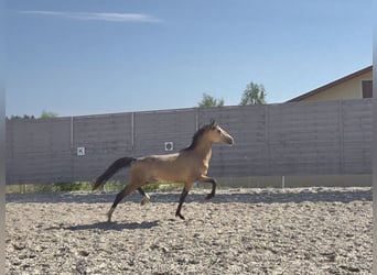Duitse rijpony, Hengst, 2 Jaar, 142 cm, Buckskin