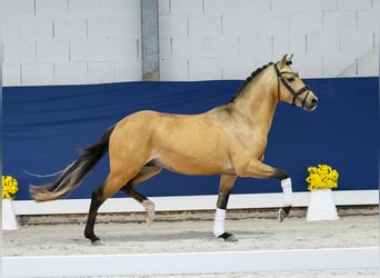Duitse rijpony, Hengst, 2 Jaar, 142 cm, Falbe