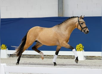 Duitse rijpony, Hengst, 2 Jaar, 142 cm, Falbe
