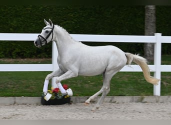 Duitse rijpony, Hengst, 2 Jaar, 142 cm, Schimmel
