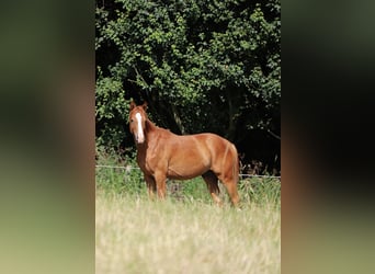 Duitse rijpony, Hengst, 2 Jaar, 142 cm, Vos