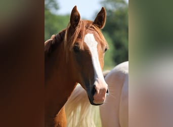 Duitse rijpony, Hengst, 2 Jaar, 142 cm, Vos