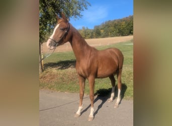 Duitse rijpony Mix, Hengst, 2 Jaar, 142 cm, Vos